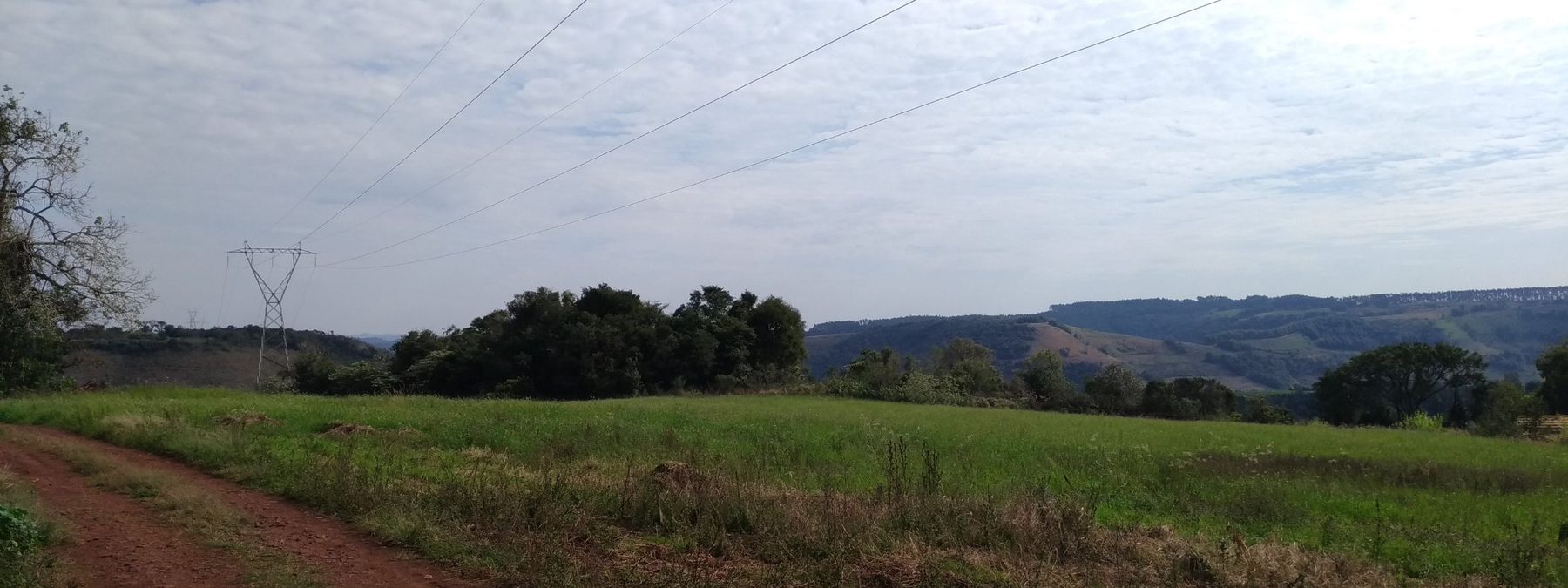 Reflorestamento em área de compensação de energia — Ramus