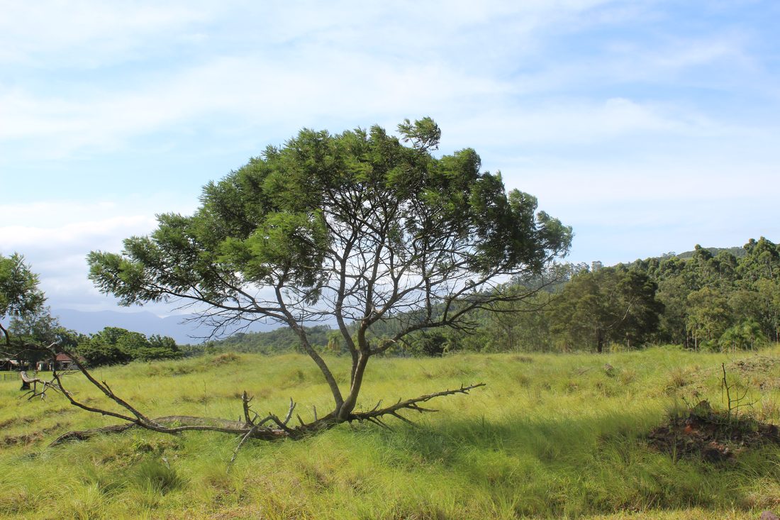Compensação florestal em faixa de domínio — rodovia