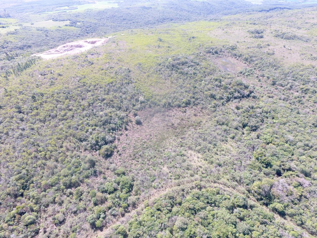 Recuperação de jazida com espécies nativas do Pampa
